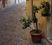 Roma.