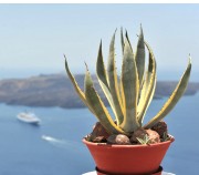 Santorini. Fira.