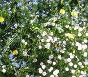 KULDĪGA - SALDUS - LAVANDU AUDZĒTAVA LILLAS LAVENDER. 21/07/2019