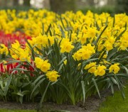Цветущий весенний сад - Голландия и красочные парки Германии. 13/04/2021.
