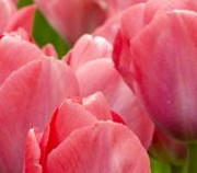 Цветущий весенний сад - Голландия и красочные парки Германии. 13/04/2021.