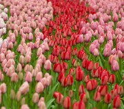 Ziedu spēks. Nīderlande un ziedu parāde. 10/04/2019